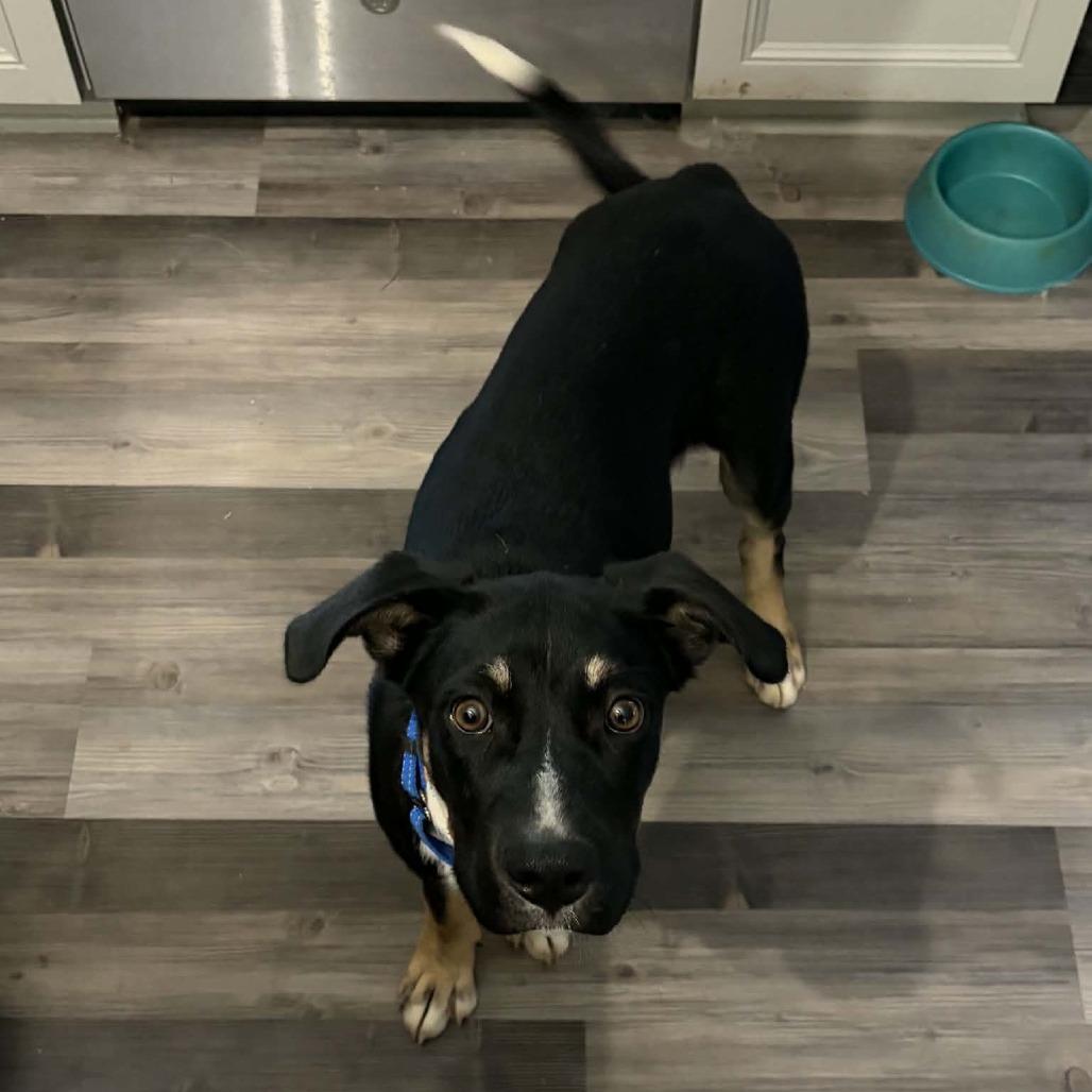 Enlarge Max, a Adoptable mixed breed in Wilmington, NC image 2/2