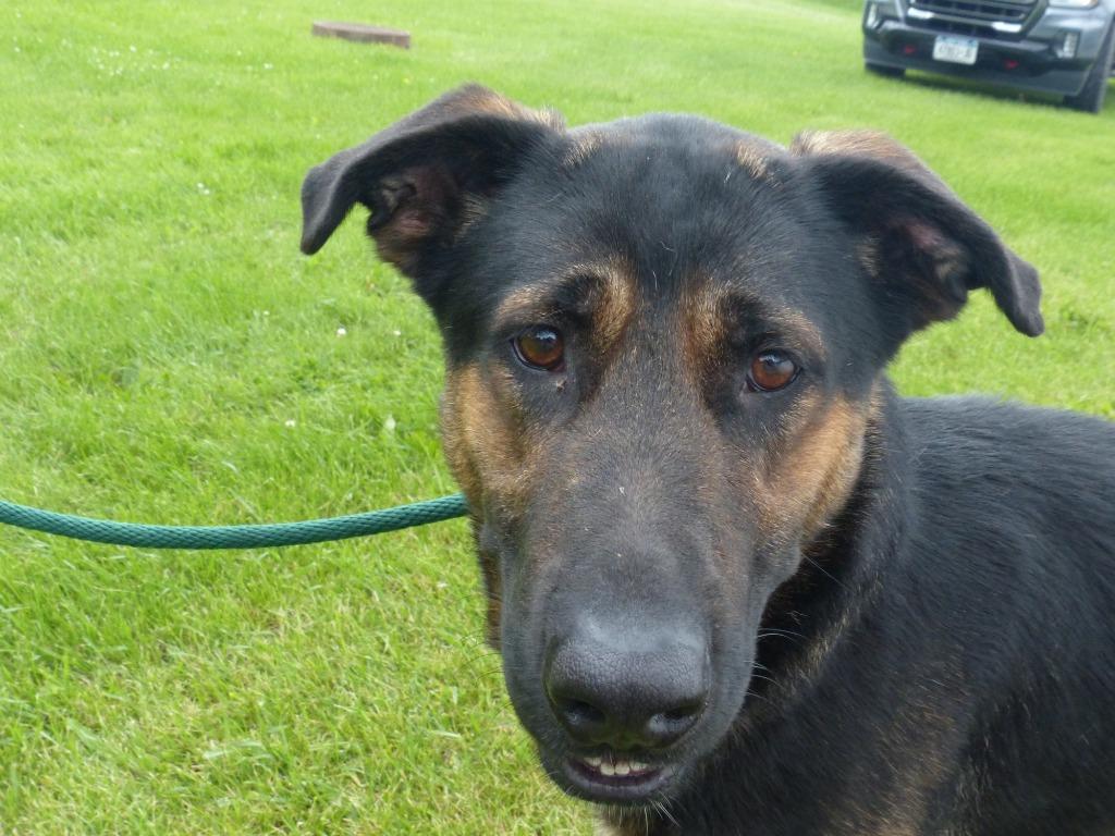 Enlarge Beanz, a Adoptable Shepherd in Ogdensburg, NY image 1/5