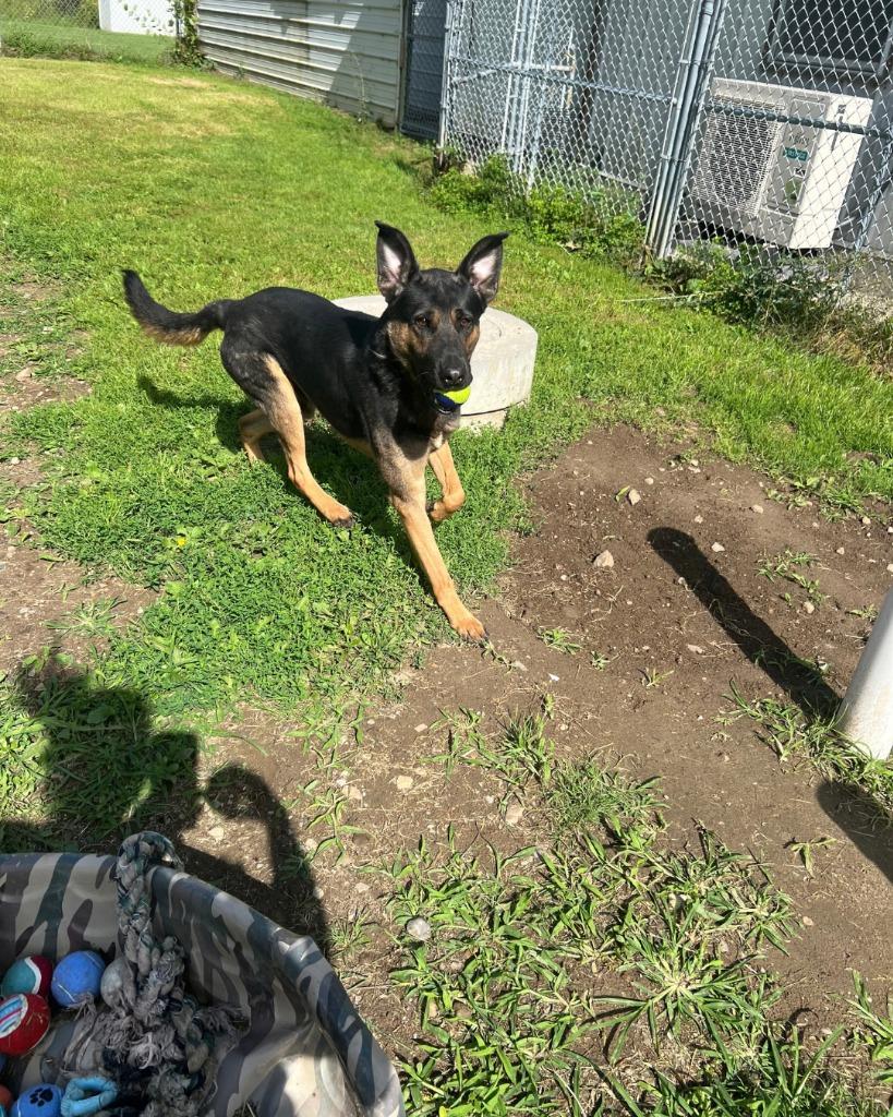 Enlarge Beanz, a Adoptable Shepherd in Ogdensburg, NY image 2/5