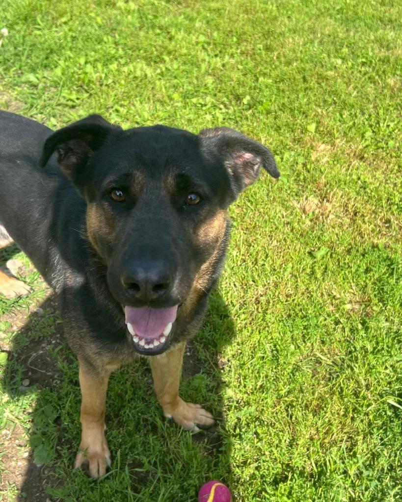 Enlarge Beanz, a Adoptable Shepherd in Ogdensburg, NY image 3/5