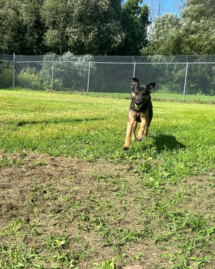 Enlarge Beanz, a Adoptable Shepherd in Ogdensburg, NY image 4/5