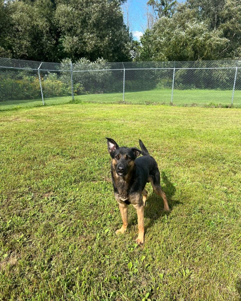 Enlarge Beanz, a Adoptable Shepherd in Ogdensburg, NY image 5/5