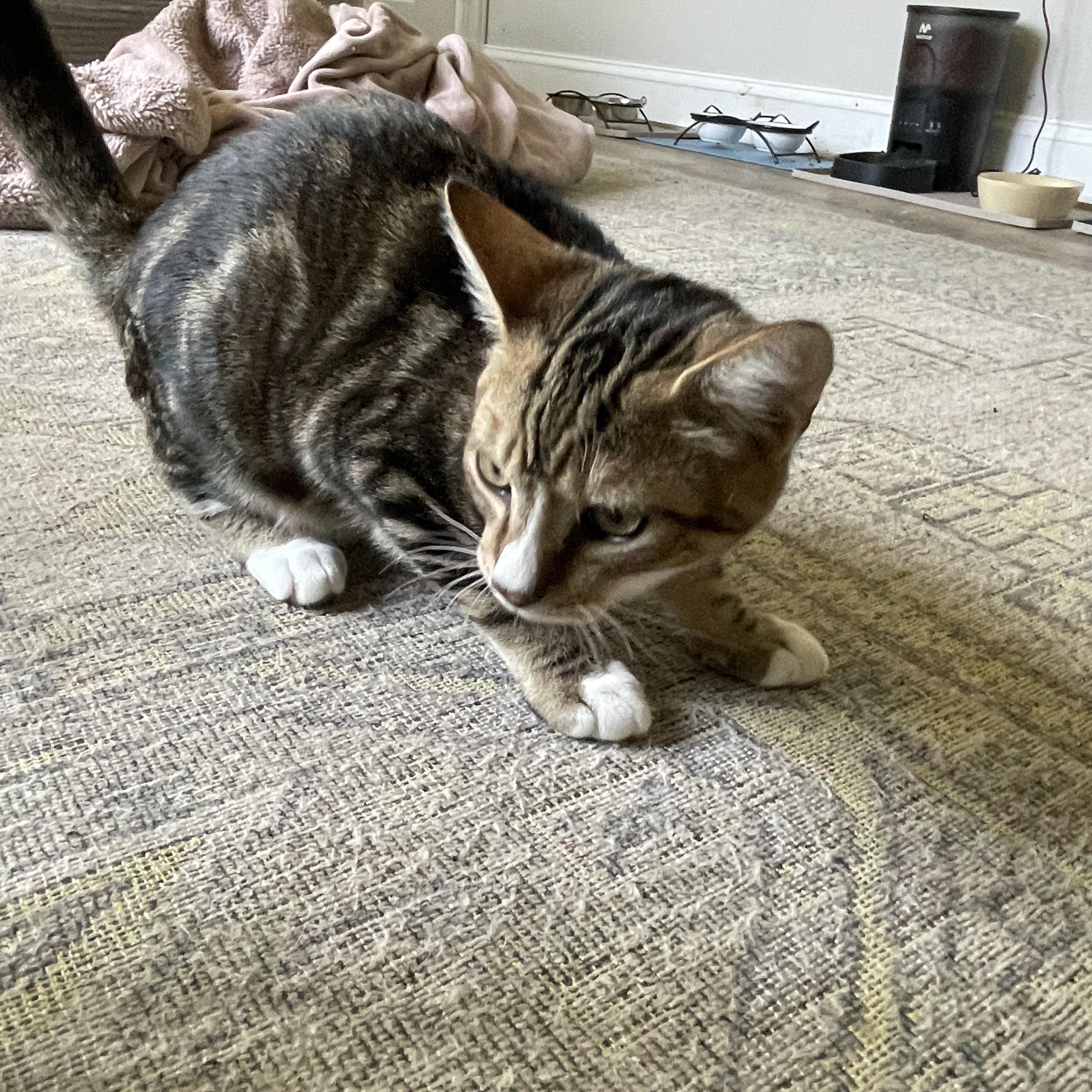 Enlarge Thunder, a Adoptable Domestic Short Hair in lititz, PA image 2/3