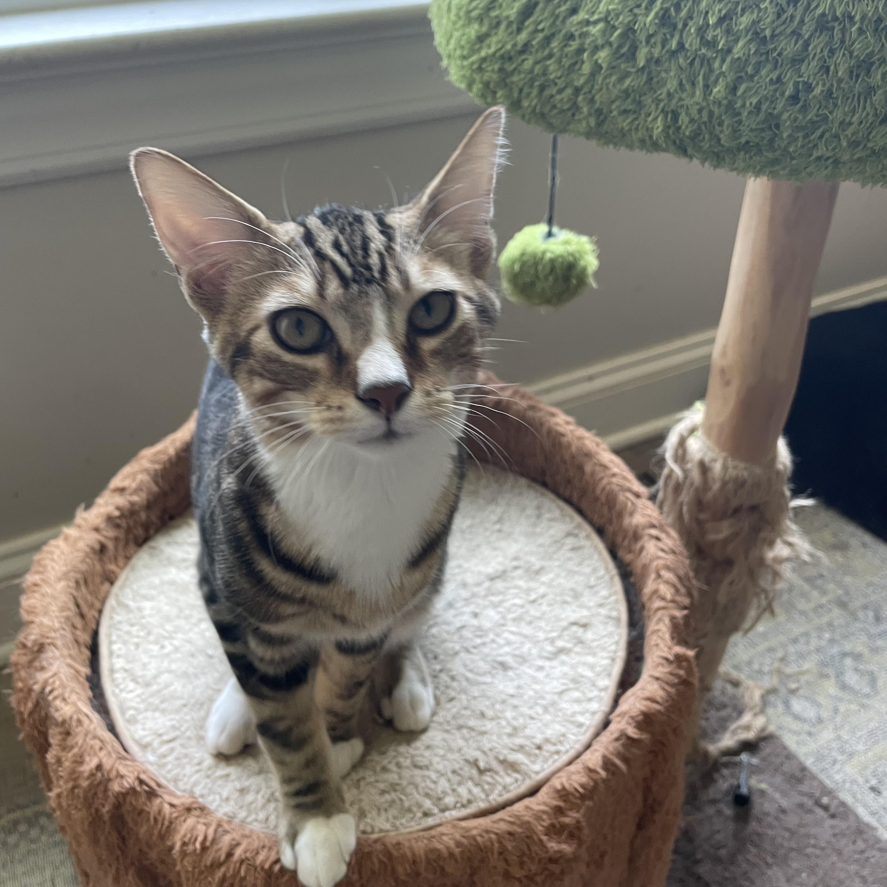 Thunder, Adoptable, Young Male Domestic Short Hair.