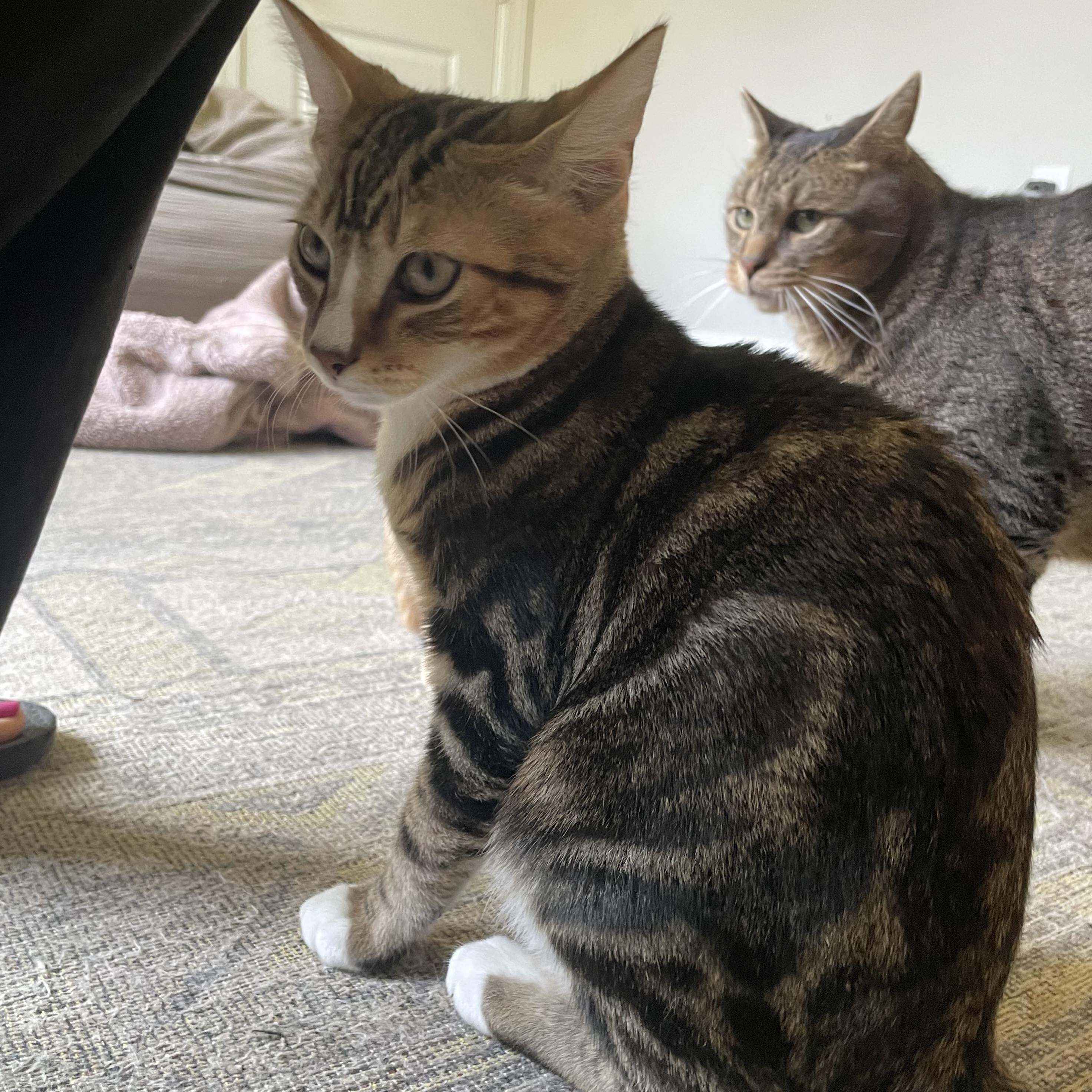 Enlarge Thunder, a Adoptable Domestic Short Hair in lititz, PA image 3/3