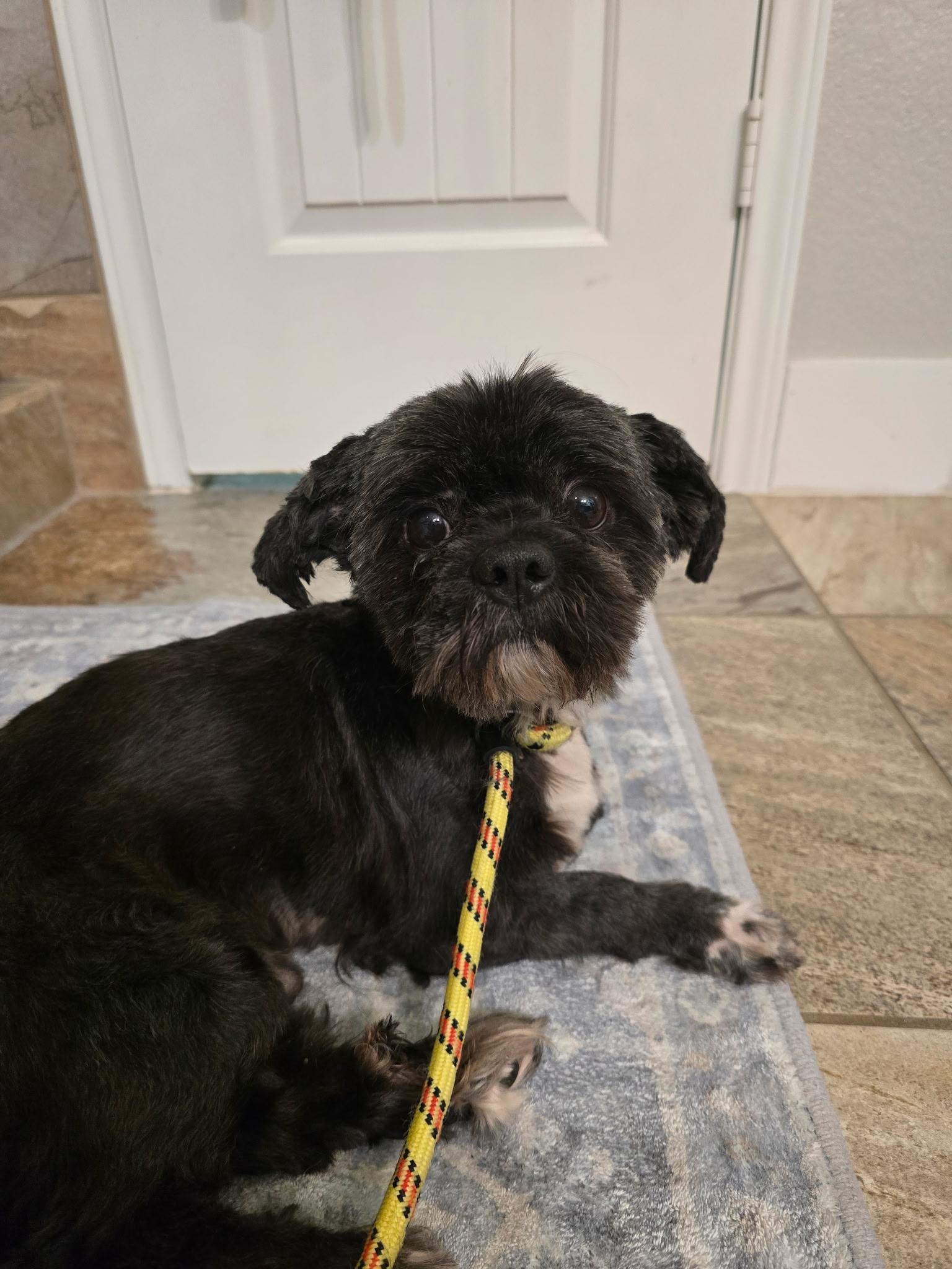 Vader, a ADOPTABLE mixed breed in De Pere, WI image 3/4