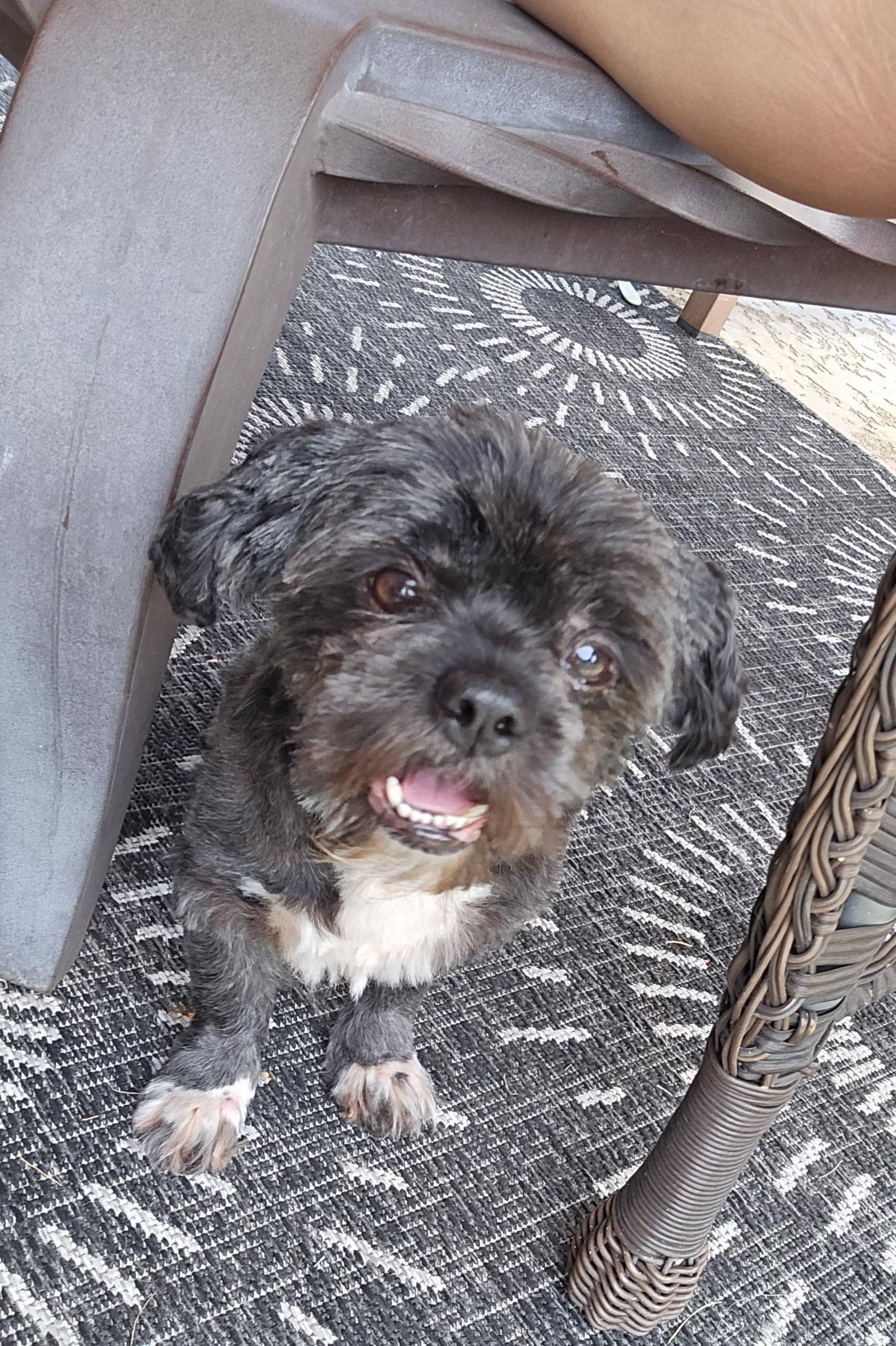 Vader, ADOPTABLE, Adult Male Shih Tzu.
