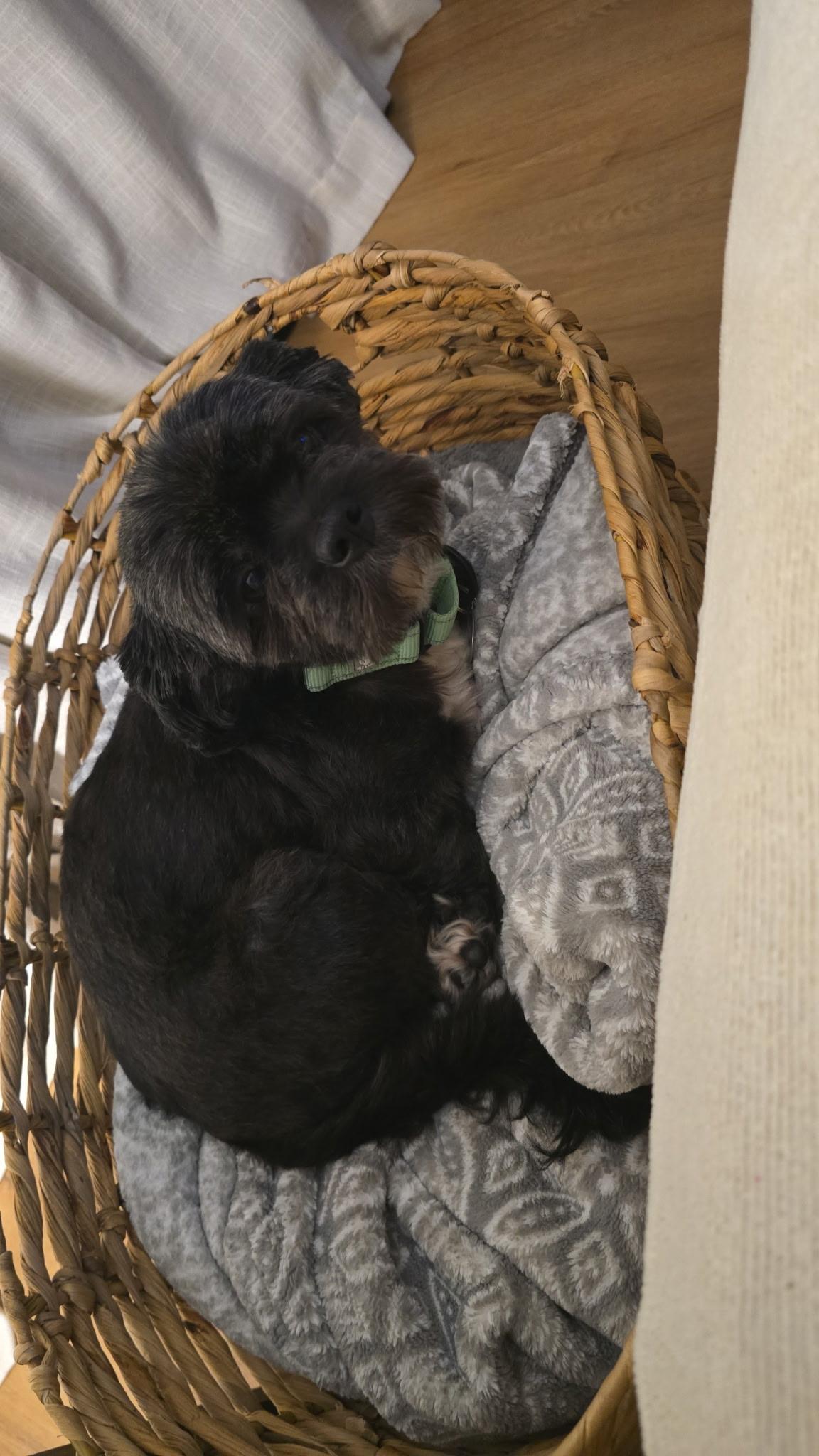 Vader, a ADOPTABLE mixed breed in De Pere, WI image 4/4
