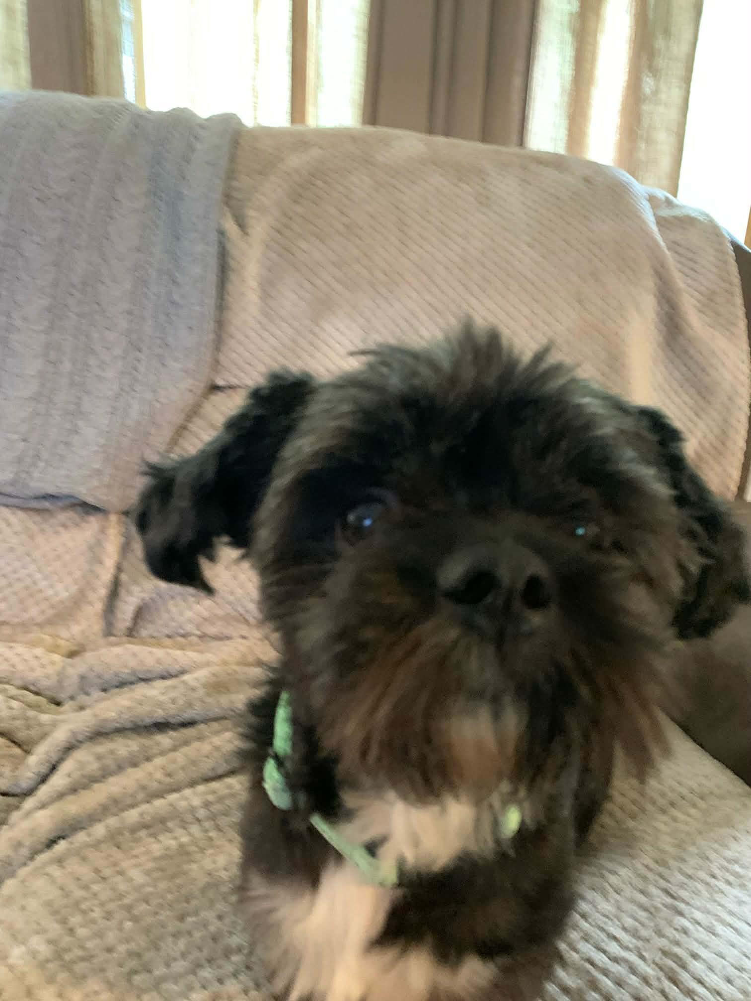 Vader, a ADOPTABLE mixed breed in De Pere, WI image 2/4