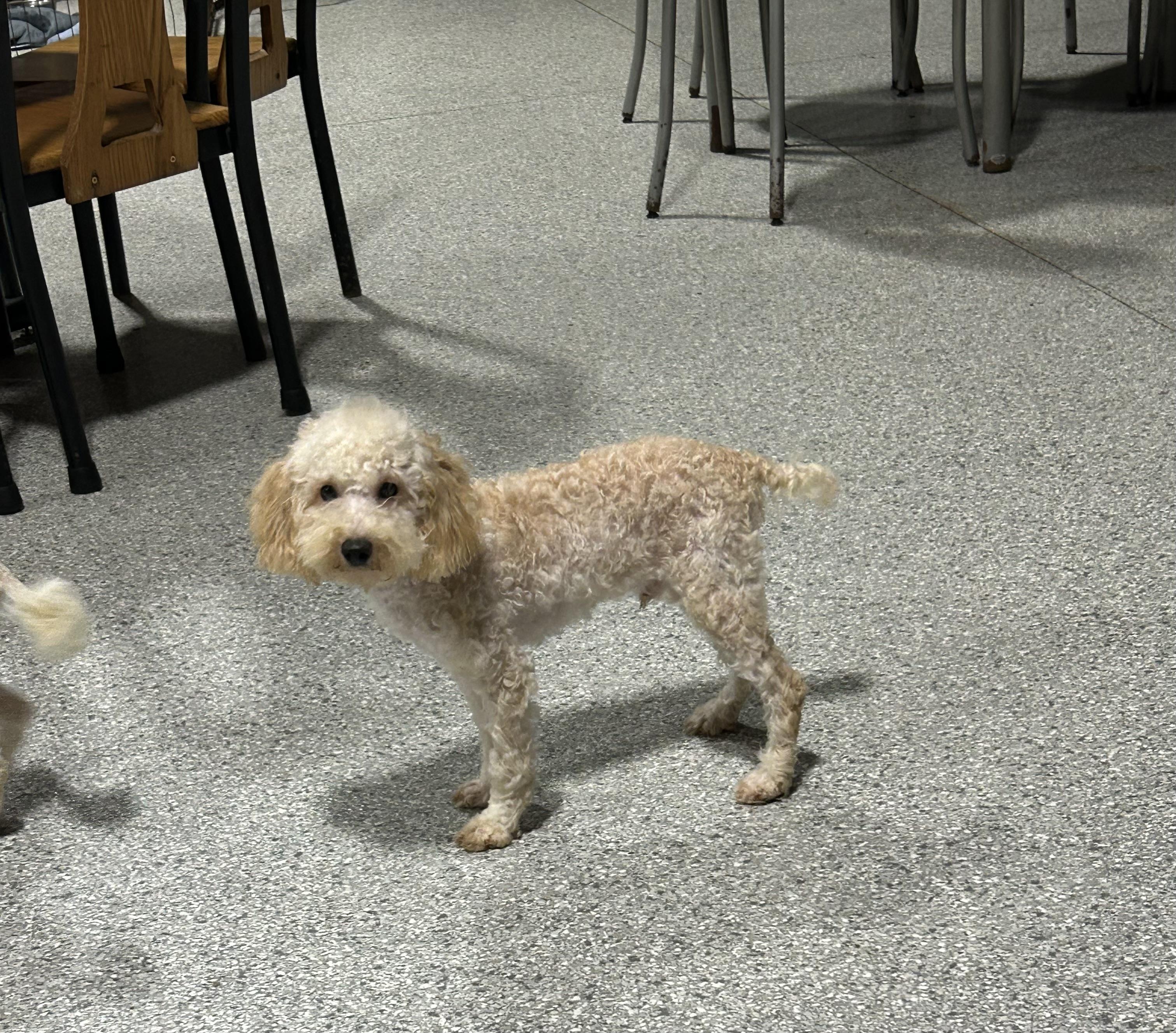 Enlarge Bo, a Adoptable Miniature Poodle in Maumee , OH image 1/5