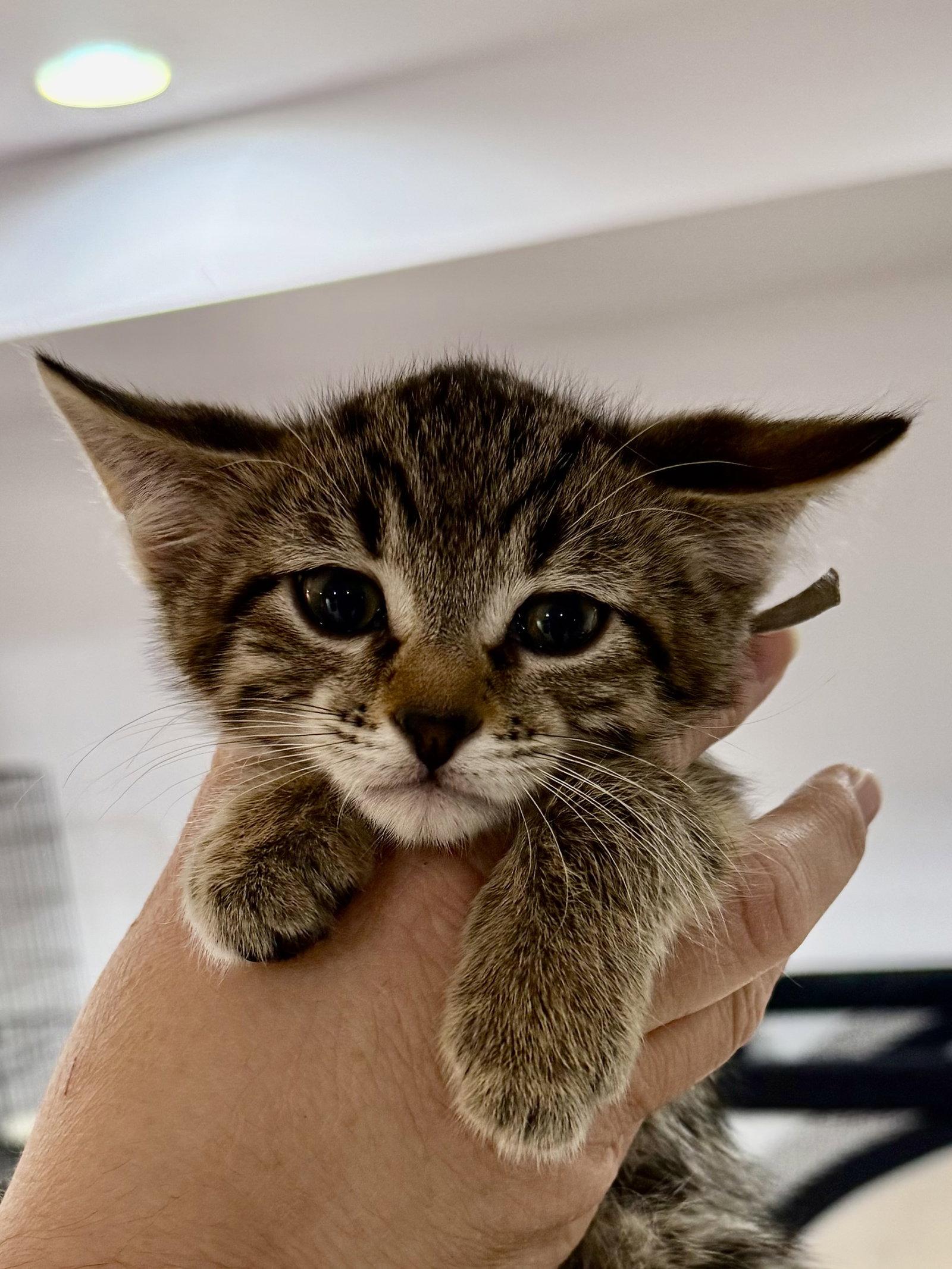 CAT - Fabio, a Adoptable mixed breed in GILBERTS, IL image 1/3