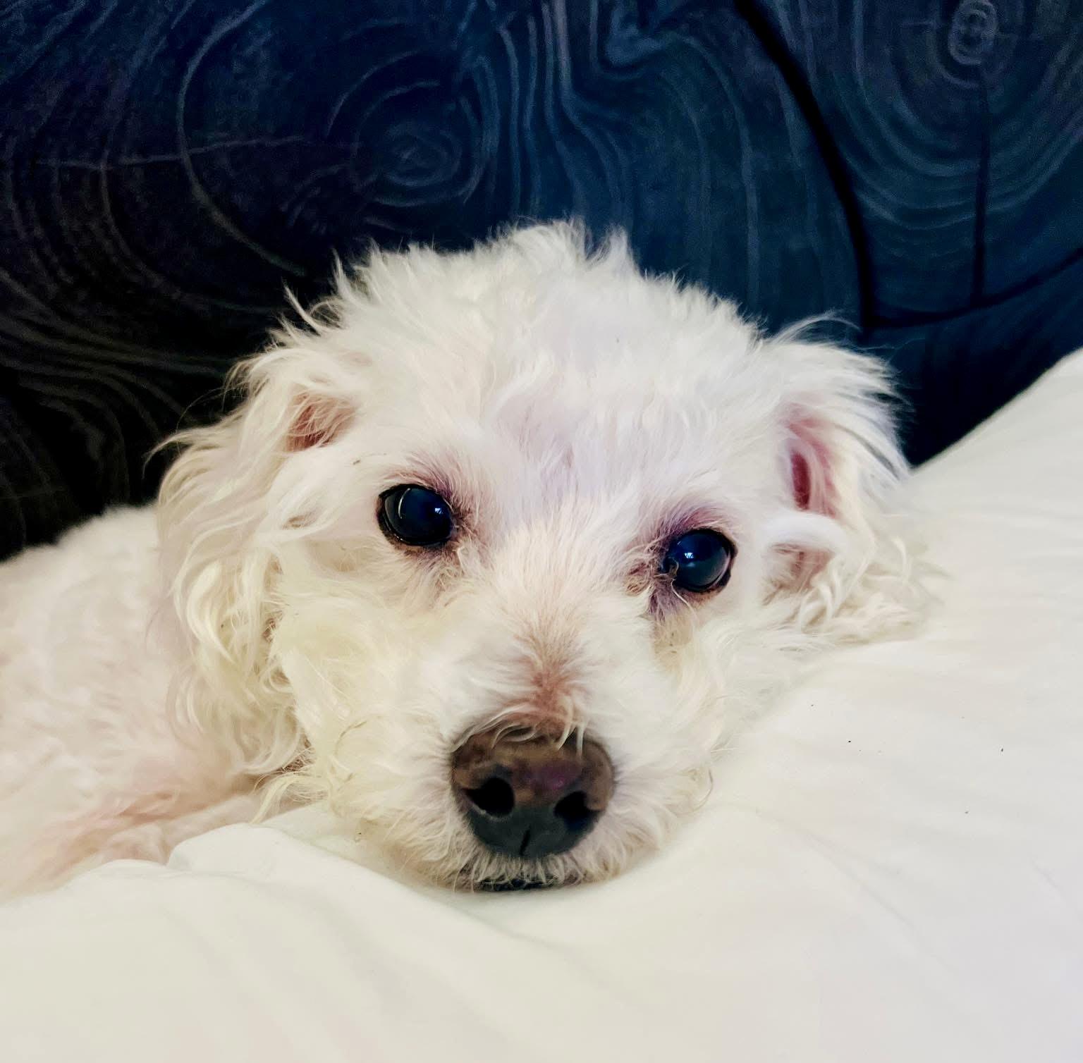 Enlarge Cuddles, a ADOPTABLE mixed breed in Montpelier, VA image 2/2