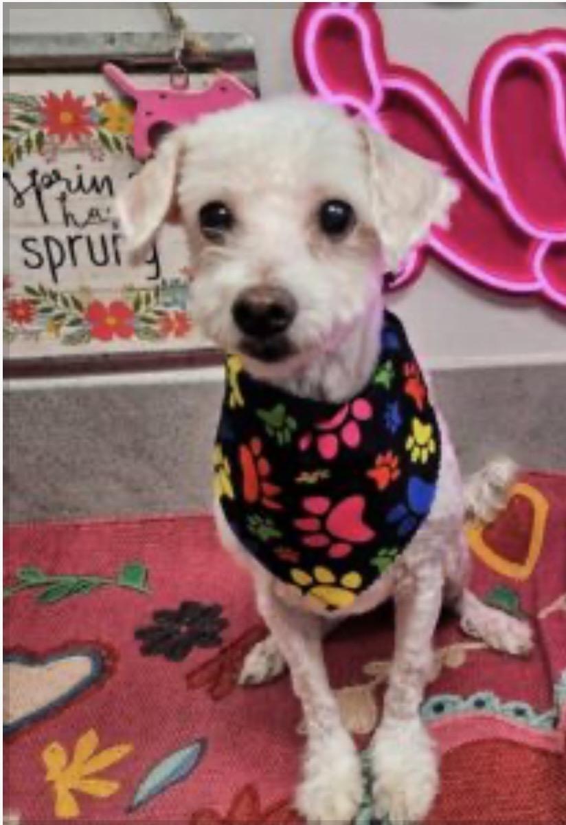 Enlarge Cuddles, a ADOPTABLE mixed breed in Montpelier, VA image 1/2