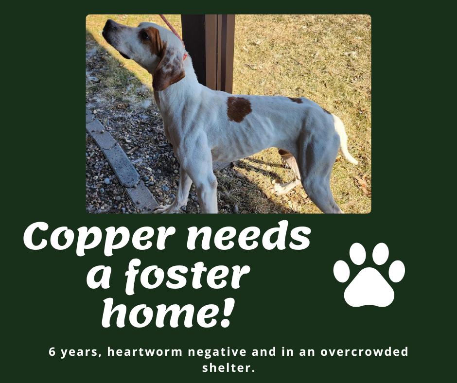 Needs Foster Copper (IA)