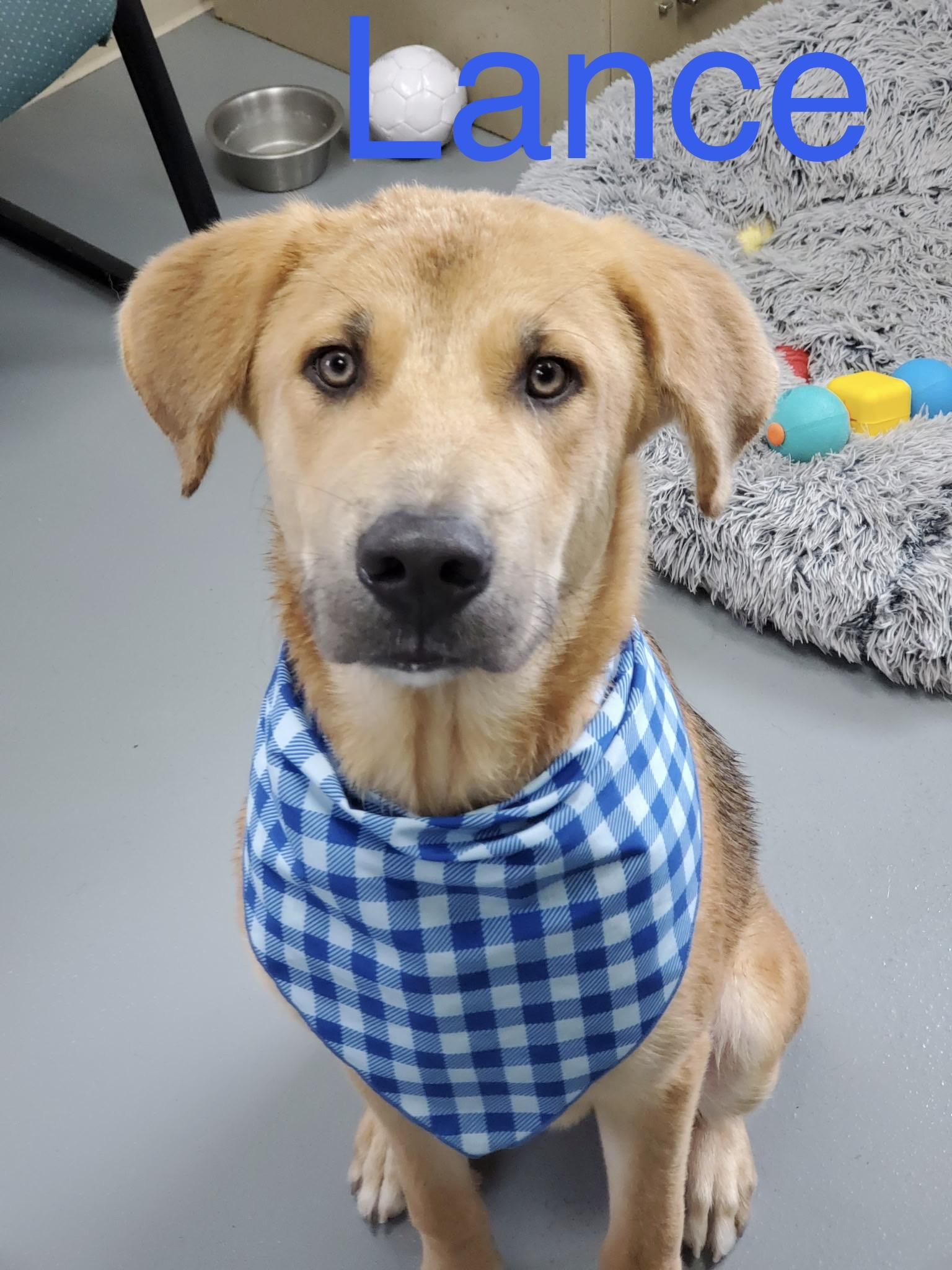Enlarge Lance, a Adoptable mixed breed in Zimmerman, MN image 1/2