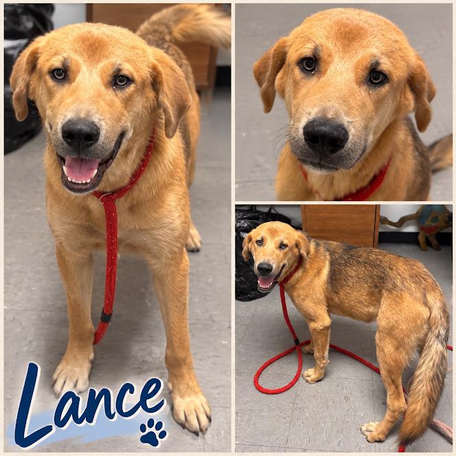 Enlarge Lance, a Adoptable mixed breed in Zimmerman, MN image 2/2