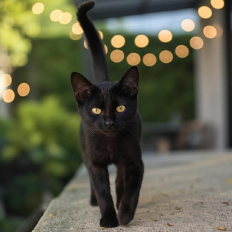 Enlarge CarL! ($20 fee), an adoptable Domestic Short Hair in Quincy, OH image 1/1