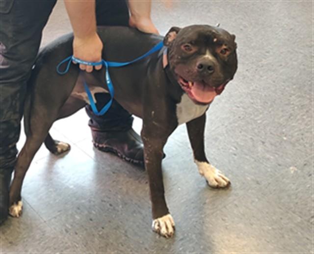 BRUNO, Adoptable, Adult Male Pit Bull Terrier.