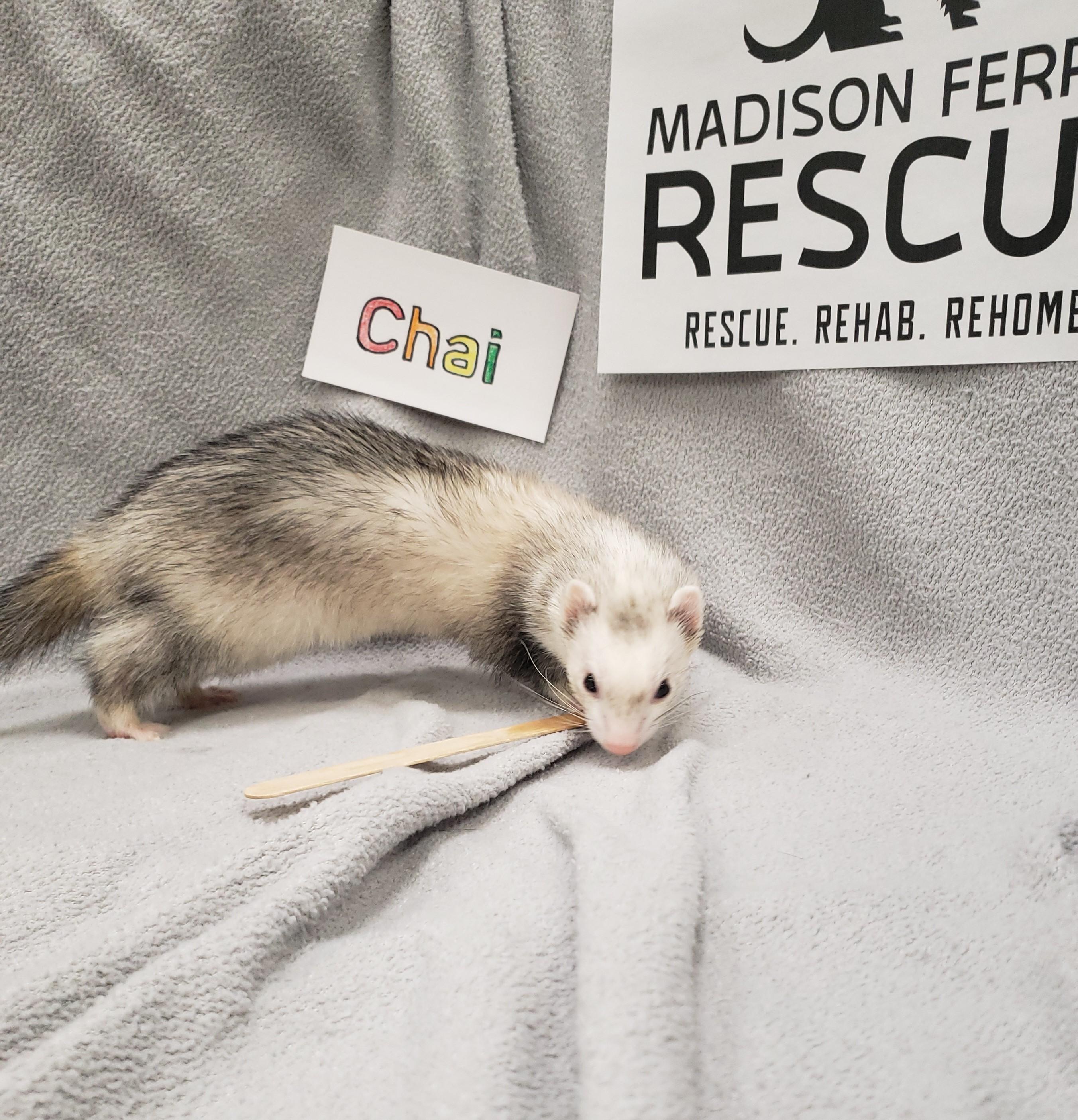 Enlarge Chai, a Adopted Ferret in Madison, WI image 1/1
