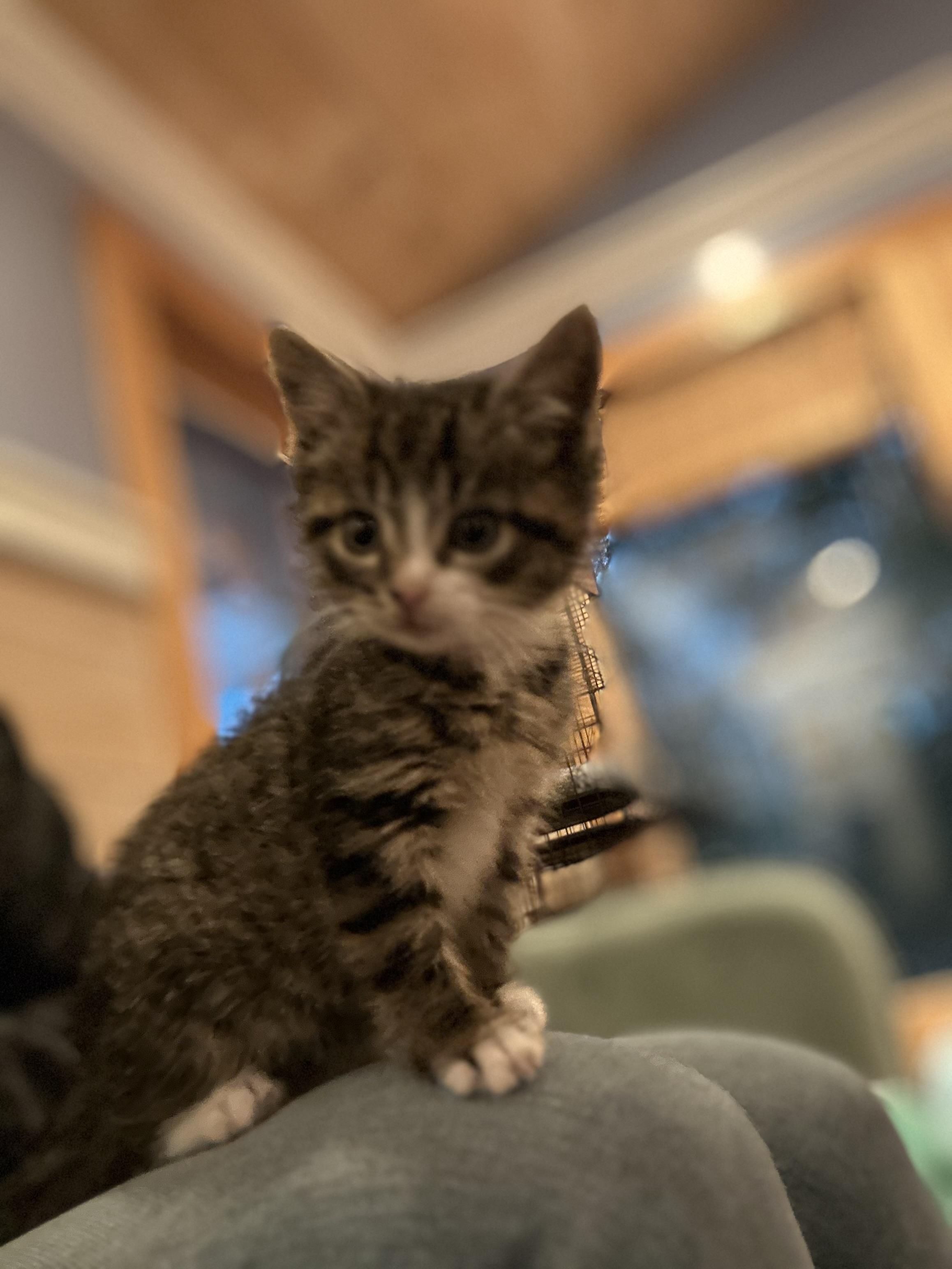 Starfish, adopted, Kitten Female Domestic Short Hair.