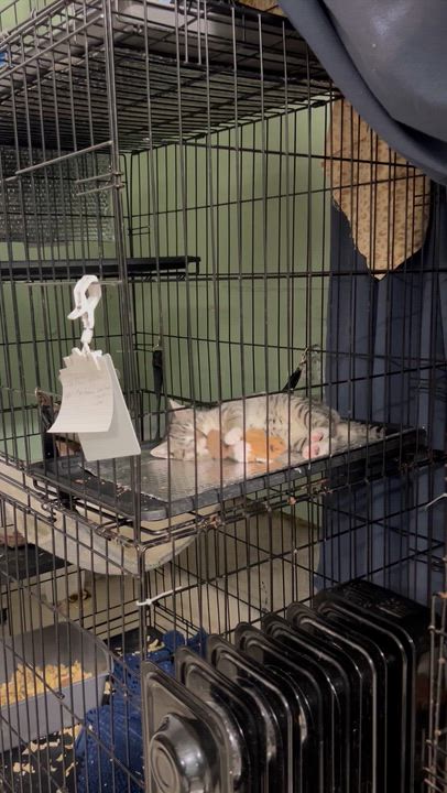 Enlarge Starfish, an adopted Domestic Short Hair in West Nyack, NY video 1/4