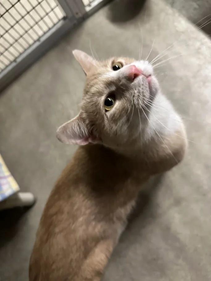 Enlarge Mockingjay, a ADOPTABLE Domestic Short Hair in Winona, MN image 2/6