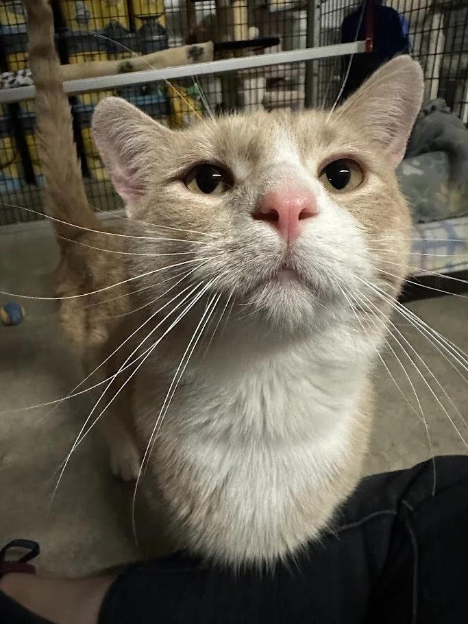 Enlarge Mockingjay, a ADOPTABLE Domestic Short Hair in Winona, MN image 5/6