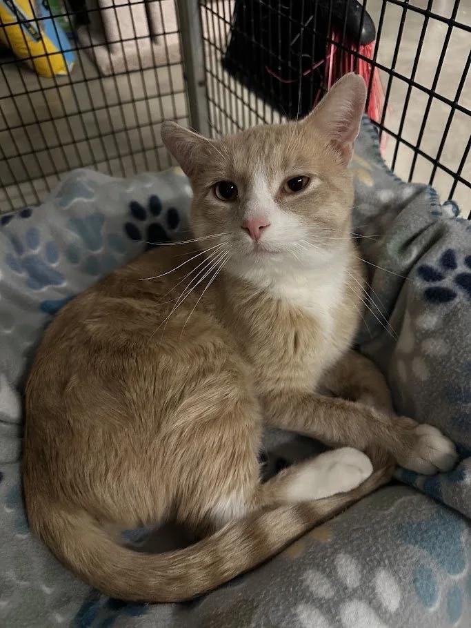 Enlarge Mockingjay, a ADOPTABLE Domestic Short Hair in Winona, MN image 6/6