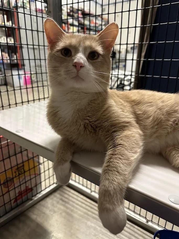 Mockingjay, ADOPTABLE, Adult Male Domestic Short Hair.