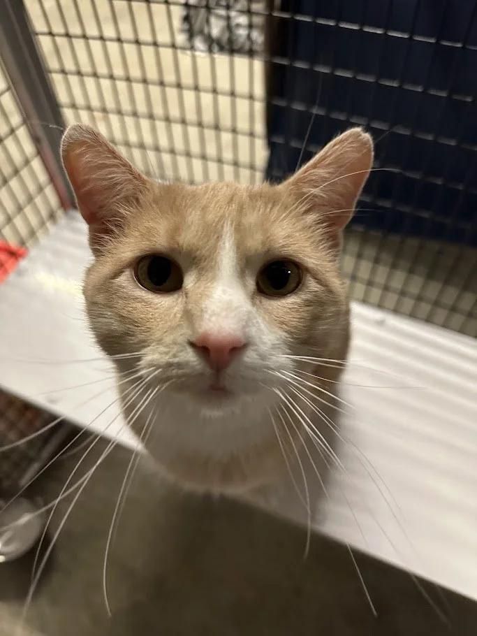 Enlarge Mockingjay, a ADOPTABLE Domestic Short Hair in Winona, MN image 4/6