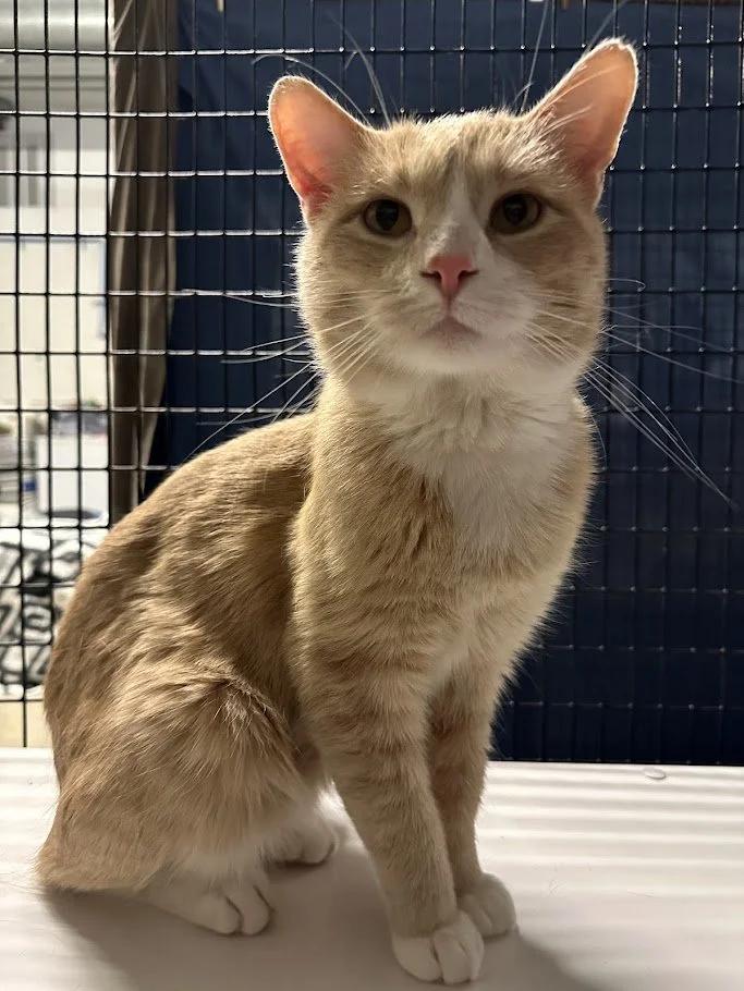 Enlarge Mockingjay, a ADOPTABLE Domestic Short Hair in Winona, MN image 3/6