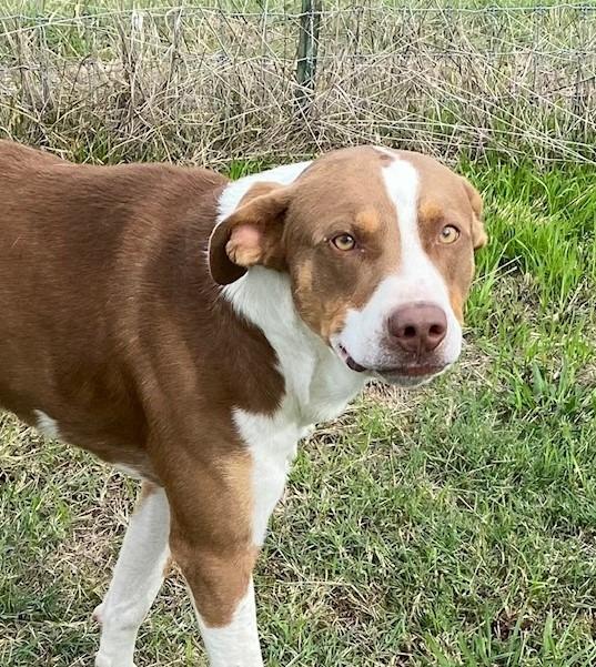Enlarge Scooby, a Adoptable mixed breed in Quinlan, TX image 1/4