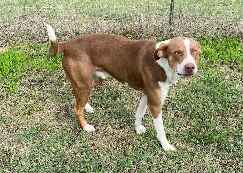 Enlarge Scooby, a Adoptable mixed breed in Quinlan, TX image 2/4