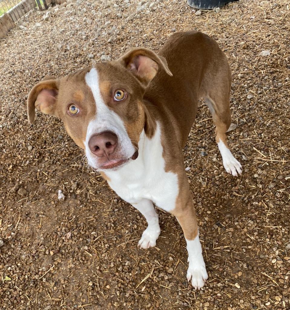 Enlarge Scooby, a Adoptable mixed breed in Quinlan, TX image 3/4