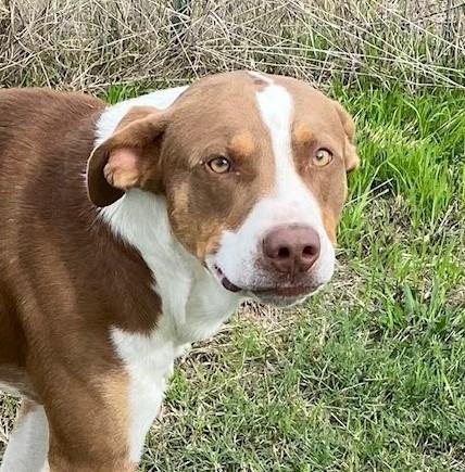 Enlarge Scooby, a Adoptable mixed breed in Quinlan, TX image 4/4