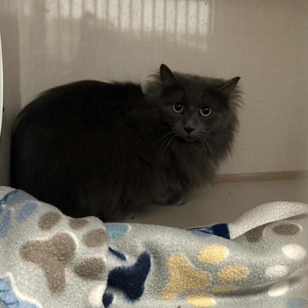 Enlarge Charm, a Adoptable Domestic Long Hair in Conway, NH image 1/5