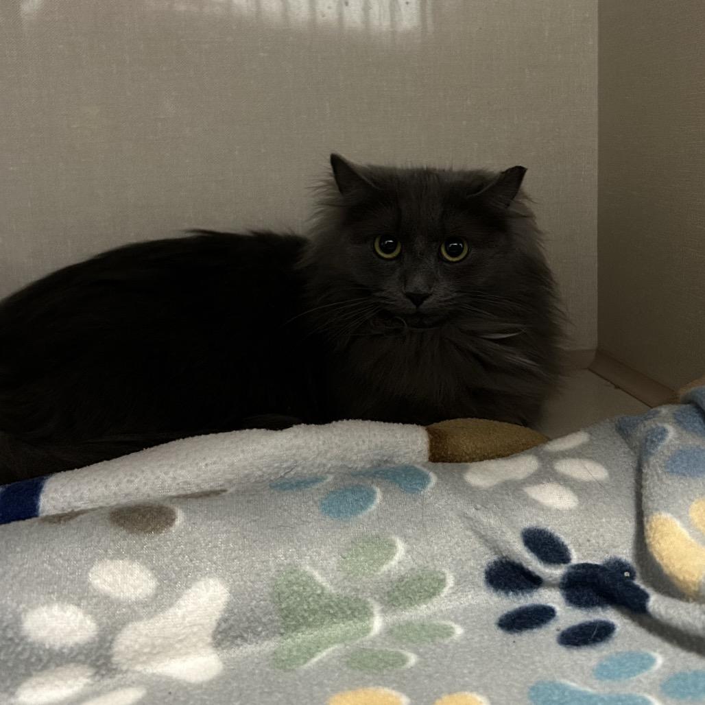 Enlarge Charm, a Adoptable Domestic Long Hair in Conway, NH image 2/5