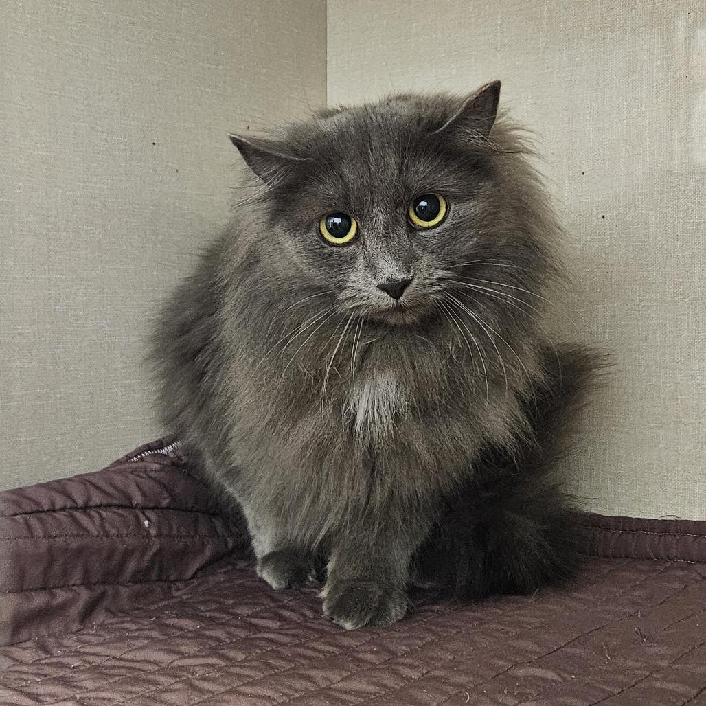 Enlarge Charm, a Adoptable Domestic Long Hair in Conway, NH image 3/5