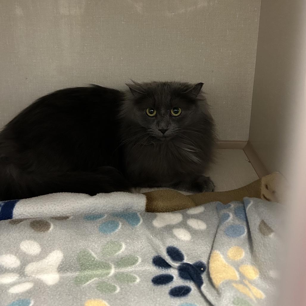 Enlarge Charm, a Adoptable Domestic Long Hair in Conway, NH image 4/5