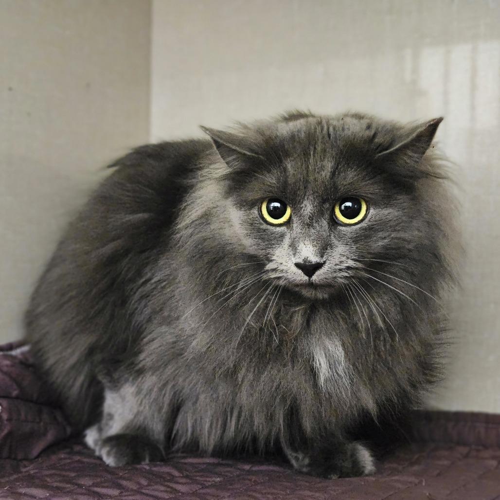 Enlarge Charm, a Adoptable Domestic Long Hair in Conway, NH image 5/5