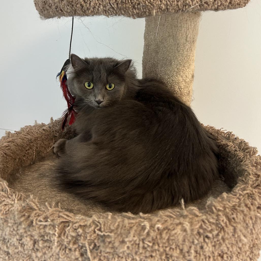 Enlarge Charm, a Adoptable Domestic Long Hair in Conway, NH image 6/6