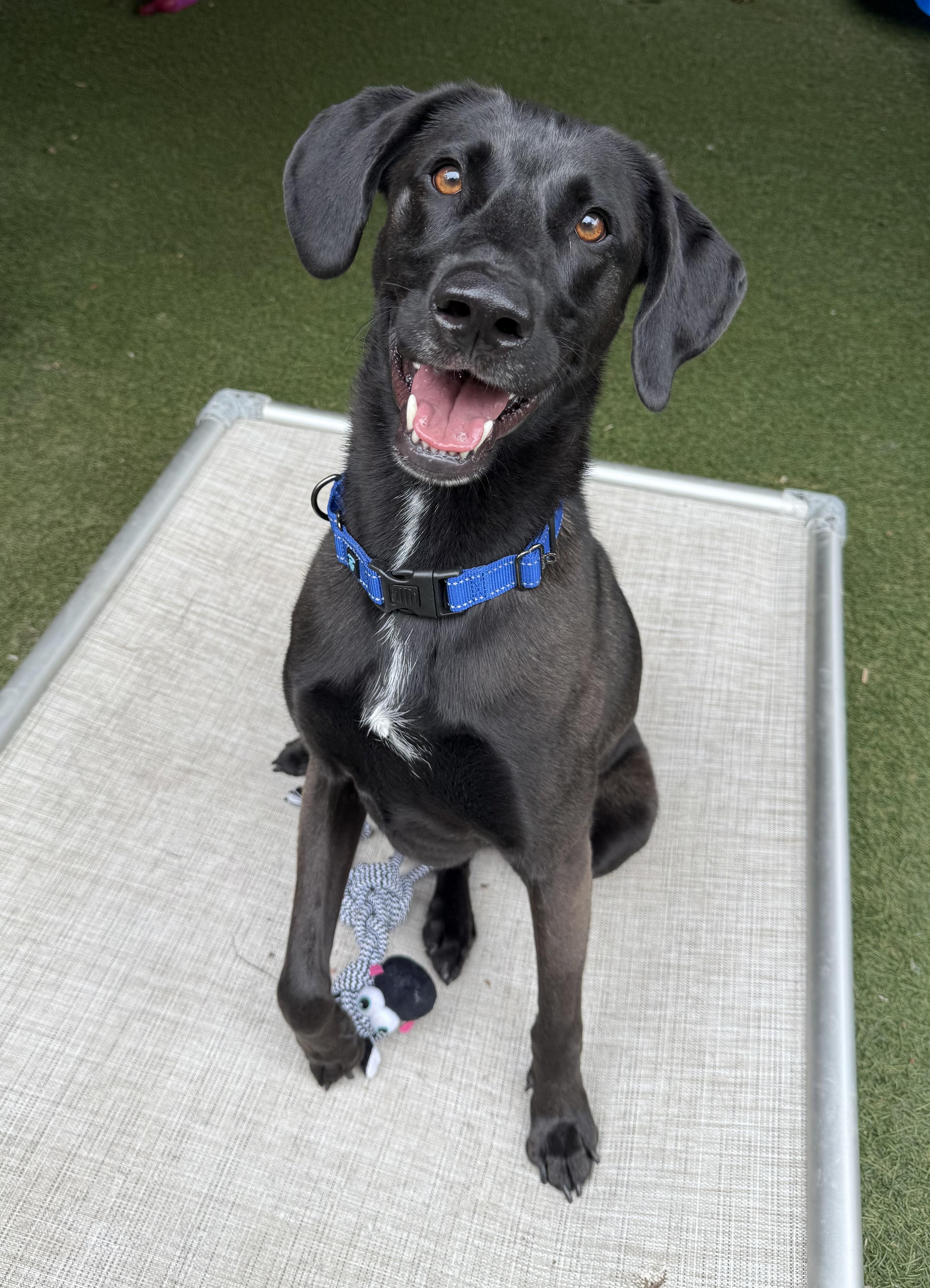 Walter, Adoptable, Adult Male Black Labrador Retriever.