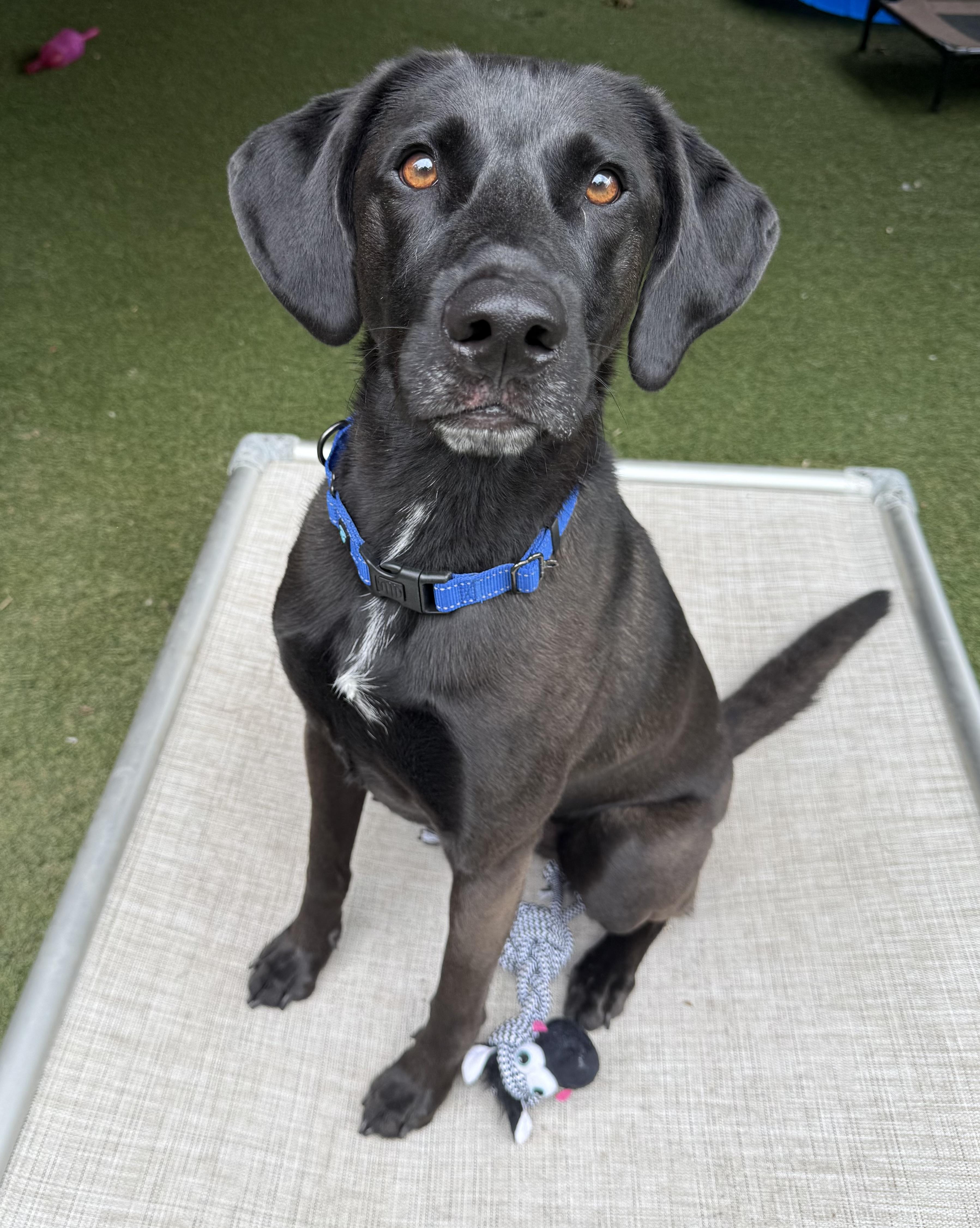 Walter, a Adoptable Black Labrador Retriever in Sudbury, MA image 2/4