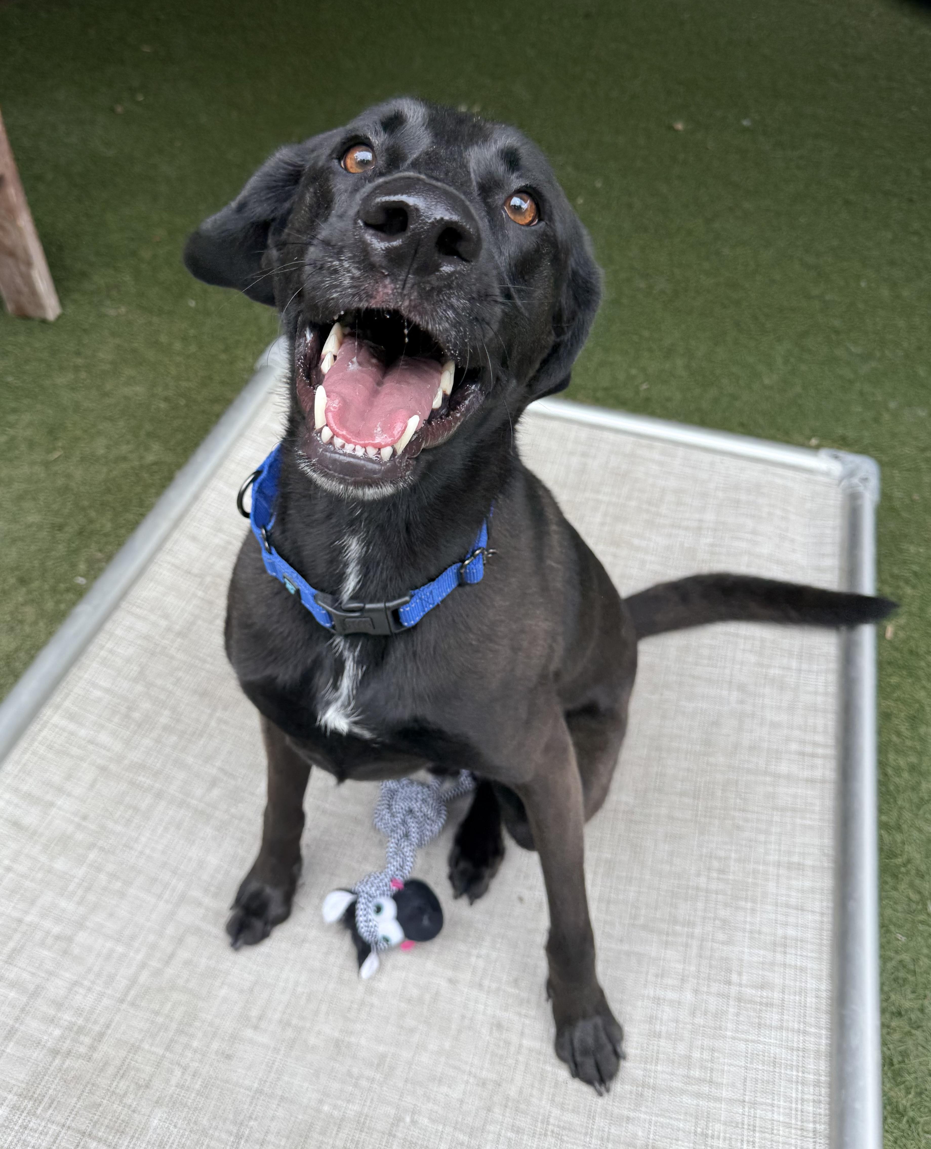 Walter, a Adoptable Black Labrador Retriever in Sudbury, MA image 3/4