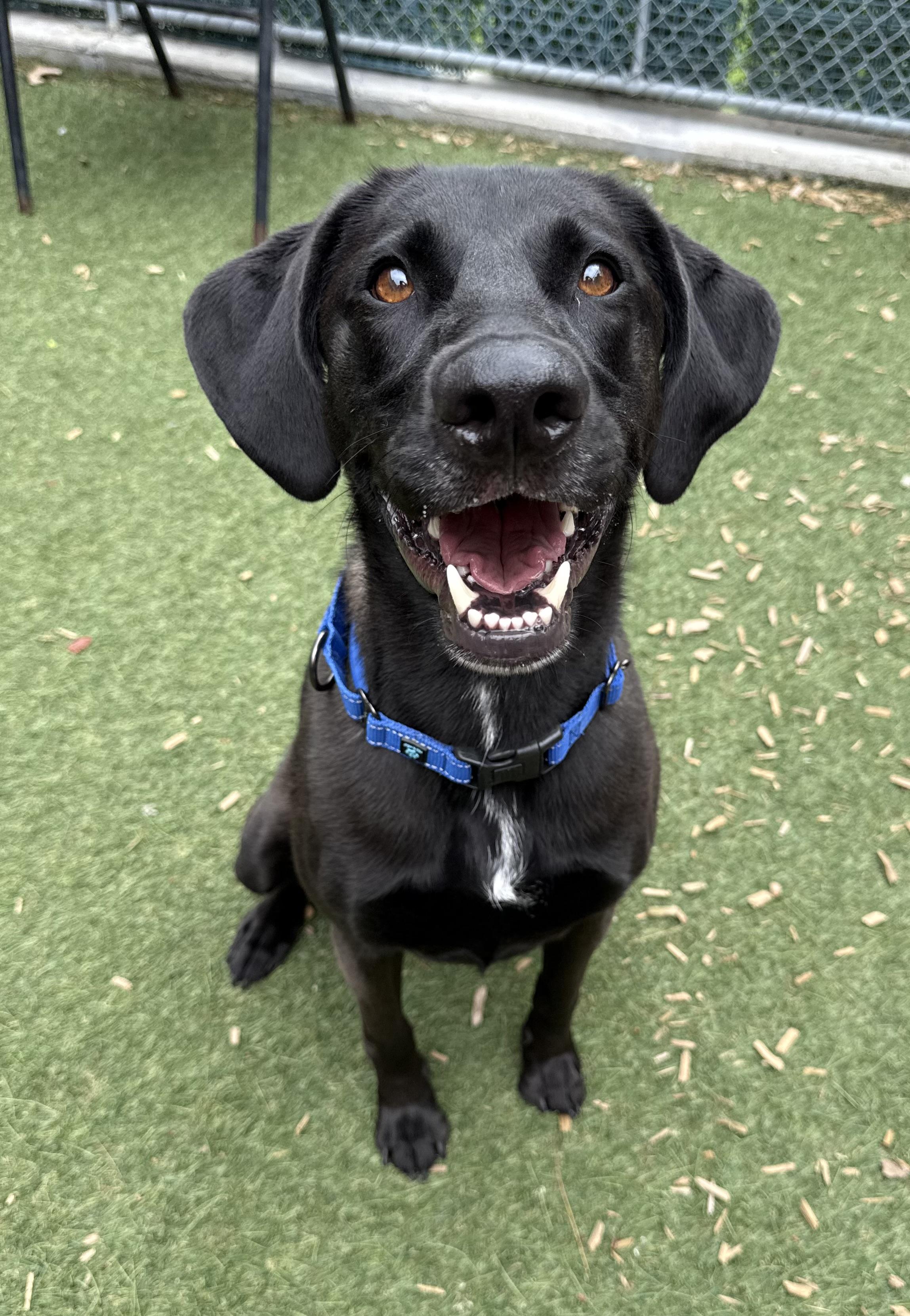 Walter, a Adoptable Black Labrador Retriever in Sudbury, MA image 4/4