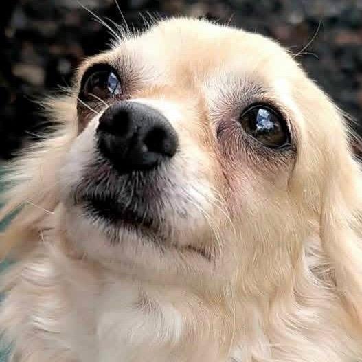 Tawny, Adoptable, Adult Female Chihuahua & Chihuahua.