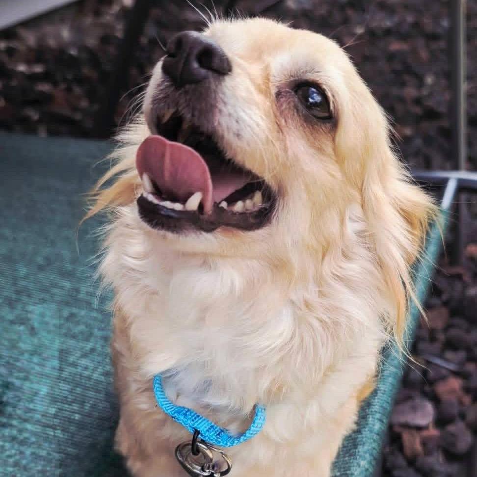 Tawny, a Adoptable mixed breed in St. Charles, IL image 3/6