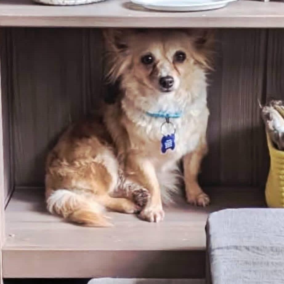 Tawny, a Adoptable mixed breed in St. Charles, IL image 4/6