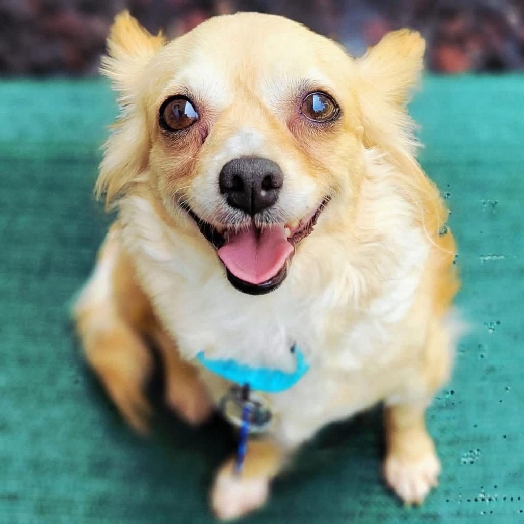 Tawny, a Adoptable mixed breed in St. Charles, IL image 5/6