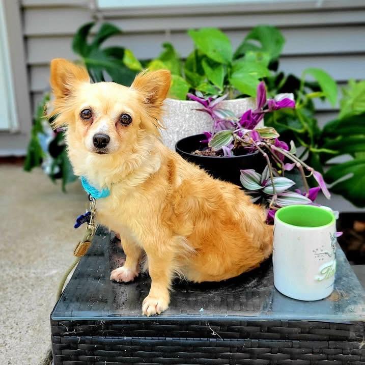 Tawny, a Adoptable mixed breed in St. Charles, IL image 6/6